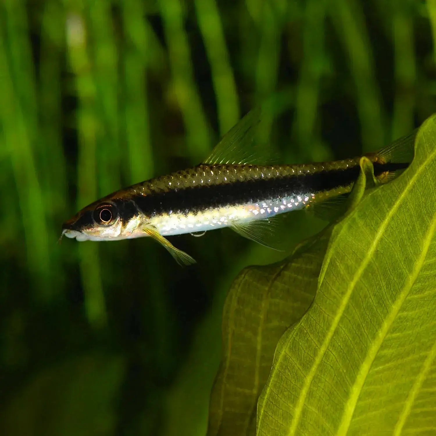 Siamese Algae Eater - Crossocheilus oblongus