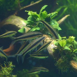 Siamese Algae Eater - Crossocheilus oblongus