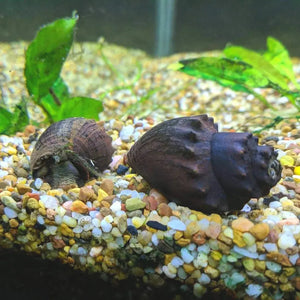 Spiny Marsh Snail