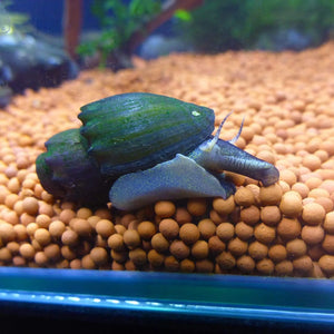 Spiny Marsh Snail