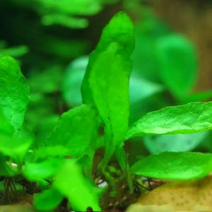 Rare - Spoon Leaf Java Fern