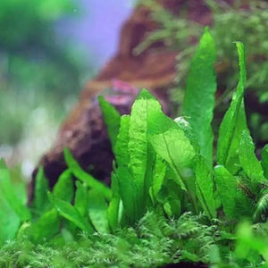 Rare - Spoon Leaf Java Fern