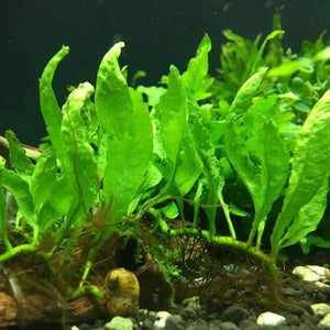 Rare - Spoon Leaf Java Fern