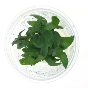 TISSUE CULTURE - Staurogyne Repens