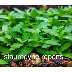 TISSUE CULTURE - Staurogyne Repens