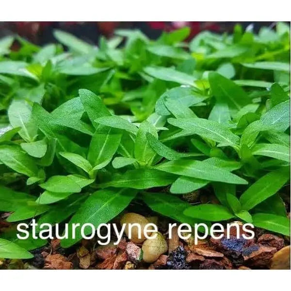 TISSUE CULTURE - Staurogyne Repens