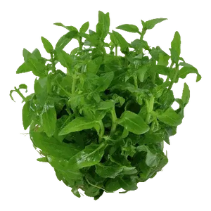 TISSUE CULTURE - Staurogyne Repens