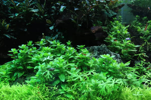 TISSUE CULTURE - Staurogyne Repens