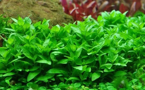 TISSUE CULTURE - Staurogyne Repens