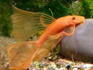 Super Red Longfin (ANCISTRUS SP.)