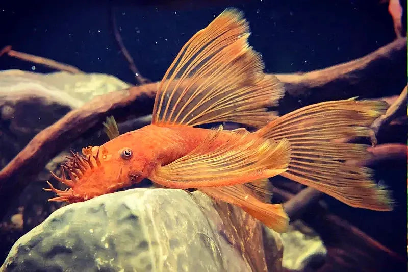 Super Red Longfin (ANCISTRUS SP.)