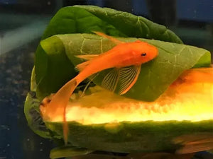 Super Red Longfin (ANCISTRUS SP.)