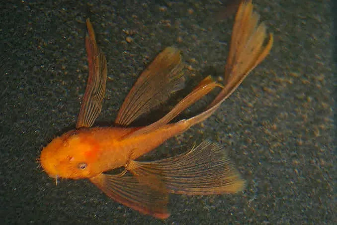 Super Red Longfin (ANCISTRUS SP.)