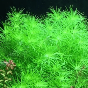 Syngonanthus sp. “Belem” - Tonina Belem