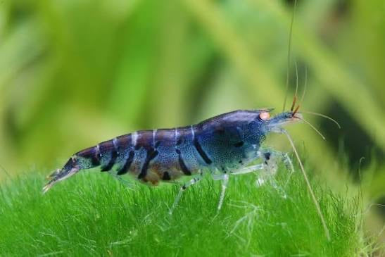 Tiger Shrimp - Orange Eyes Blue Tiger (OEBT) 1cm Micro Aquatic Shop