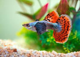 Guppy - Elephant Ear Male Micro Aquatic Shop