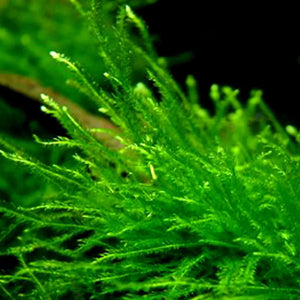 Taxiphyllum Barieri "Java Moss" Micro Aquatic Shop