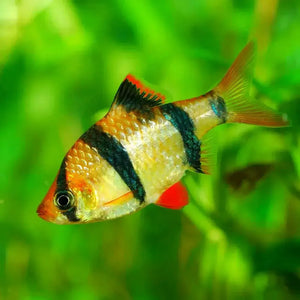 Tiger Barb - Puntigrus tetrazona