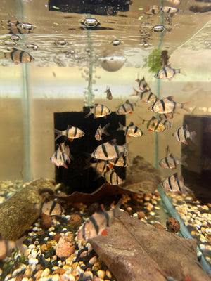 Tiger Barb - Puntigrus tetrazona