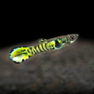 Tiger Endler Pair 2cm