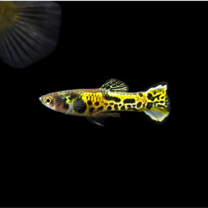 Tiger Endler Pair 2cm