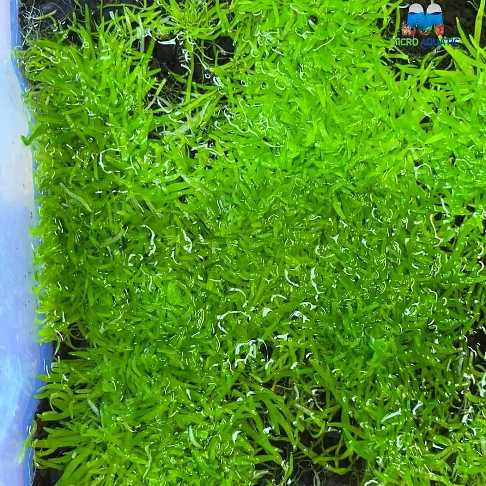 Utricularia Graminifolia (UG) Plant