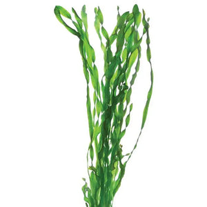 Vallisneria - Contortionist Bunches