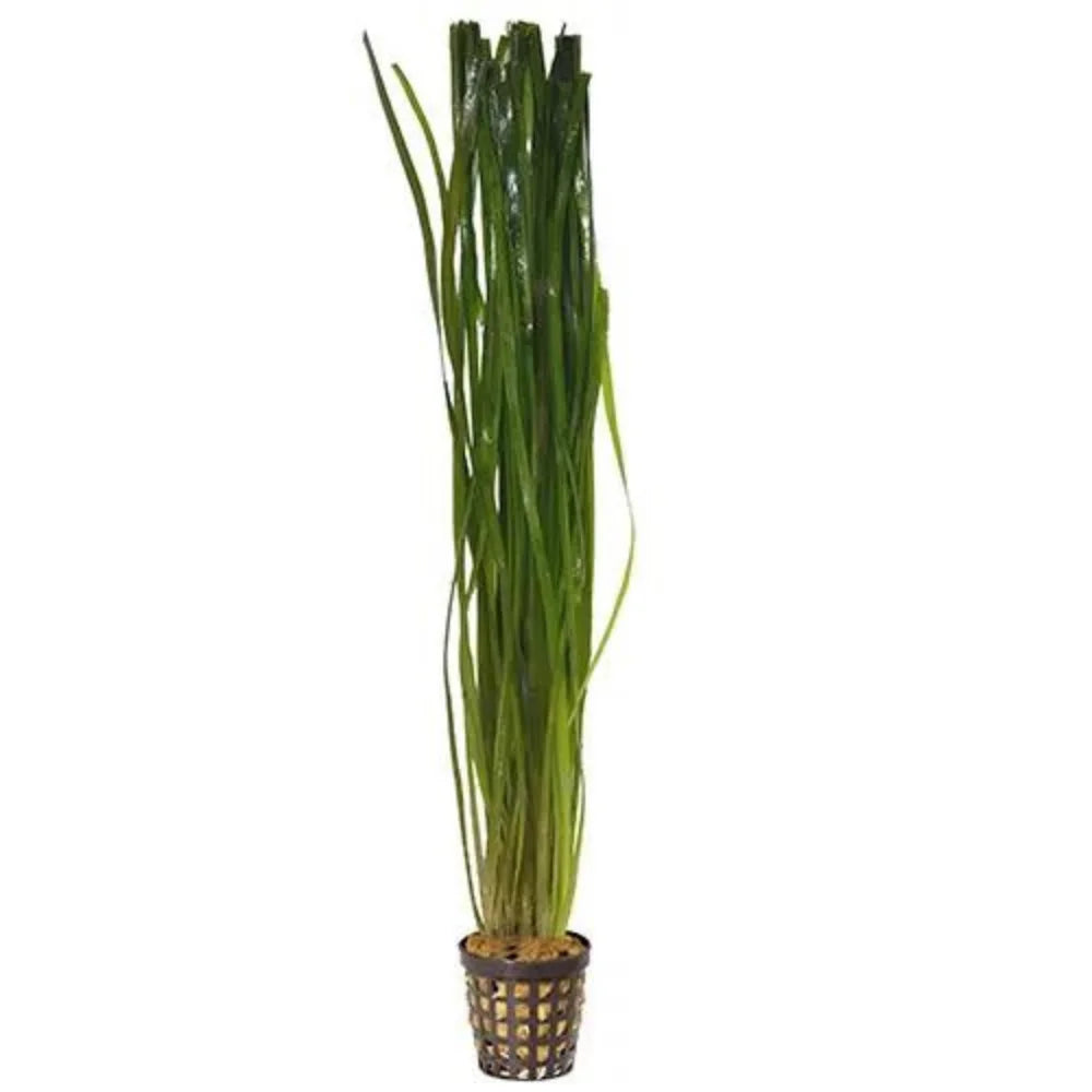 Vallisneria Thin - 5 cm pot