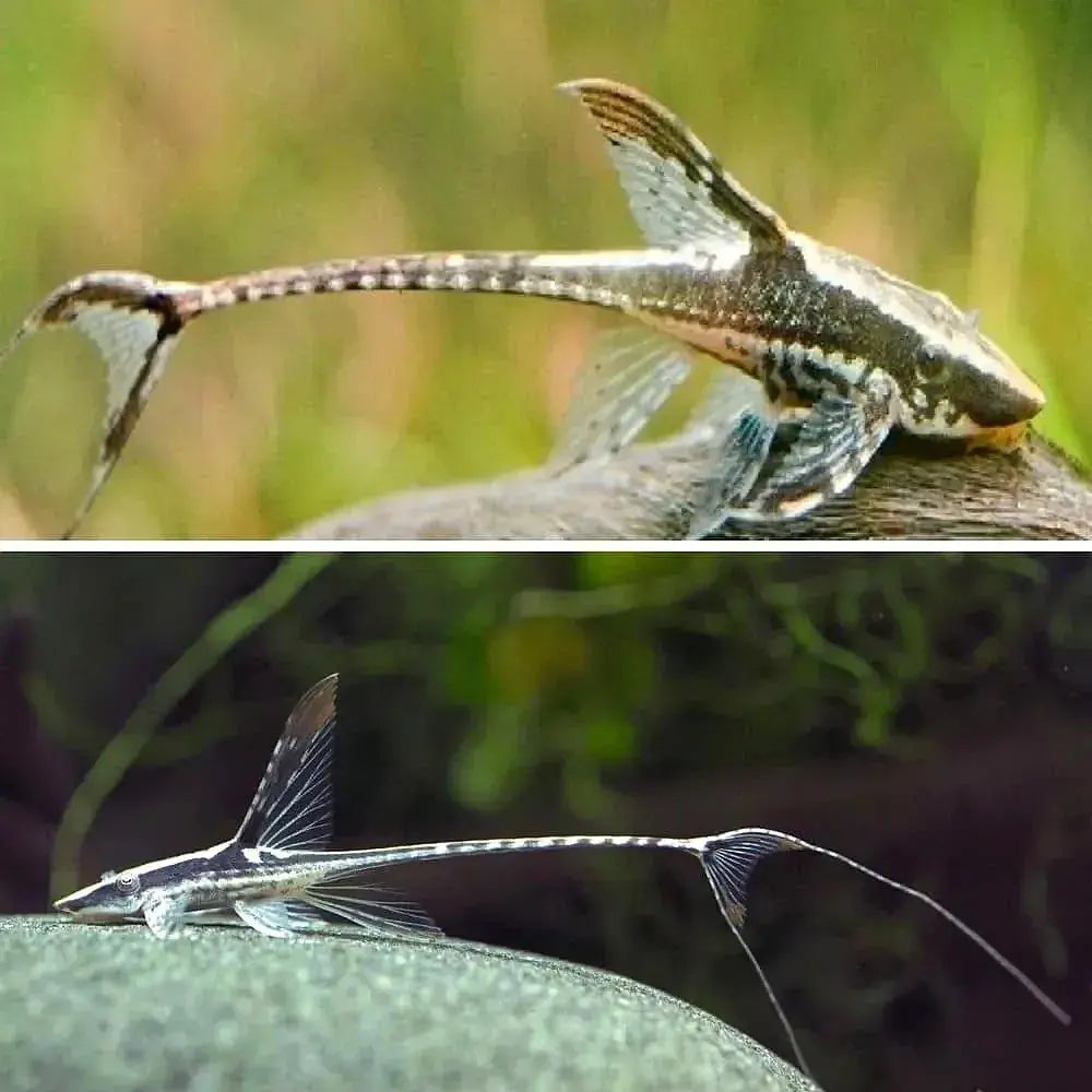 Royal Whiptail ( Local Breed ) - SPECIAL