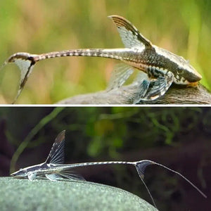 Royal Whiptail ( Local Breed ) - SPECIAL