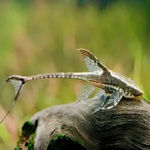Royal Whiptail ( Local Breed ) - SPECIAL