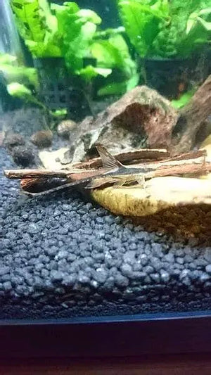 Royal Whiptail ( Local Breed ) - SPECIAL