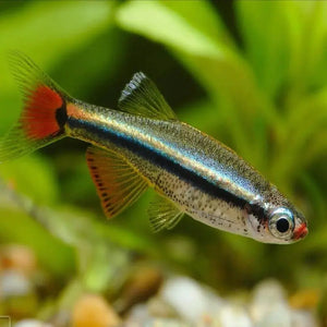 White Cloud - 2.5 cm