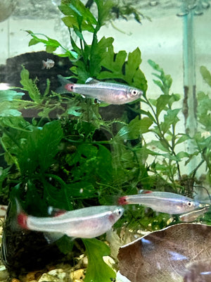 White Cloud - 2.5 cm