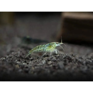 Wild Form Cherry Shrimp