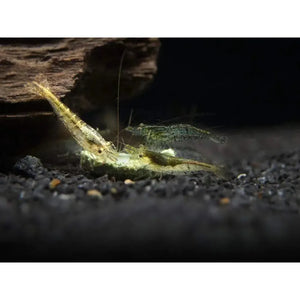 Wild Form Cherry Shrimp