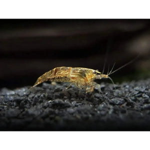 Wild Form Cherry Shrimp