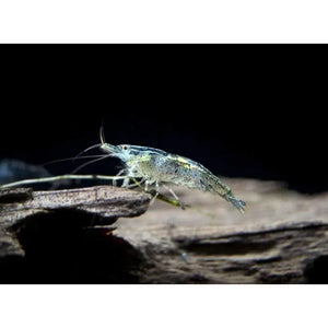 Wild Form Cherry Shrimp