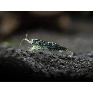 Wild Form Cherry Shrimp