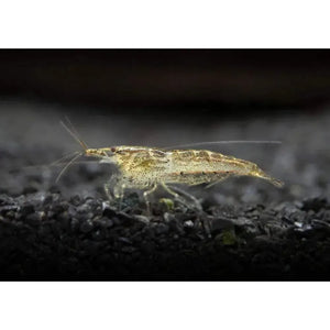 Wild Form Cherry Shrimp