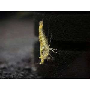 Wild Form Cherry Shrimp