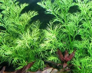 Hygrophila Difformis -Water Wisteria