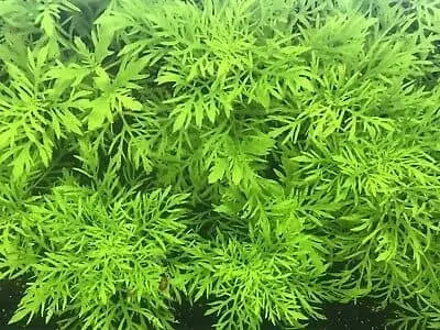 Hygrophila Difformis -Water Wisteria
