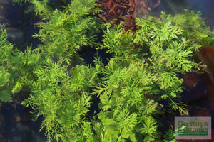 Hygrophila Difformis -Water Wisteria