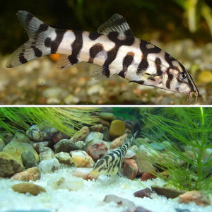 Yoyo Loach - Pakistani loach