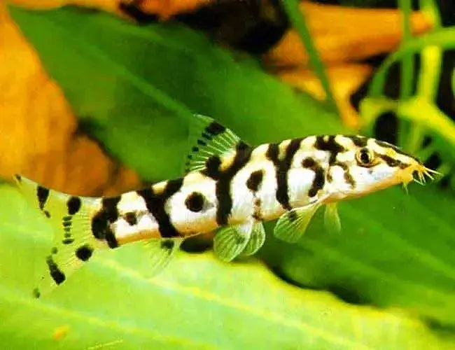 Yoyo Loach - Pakistani loach