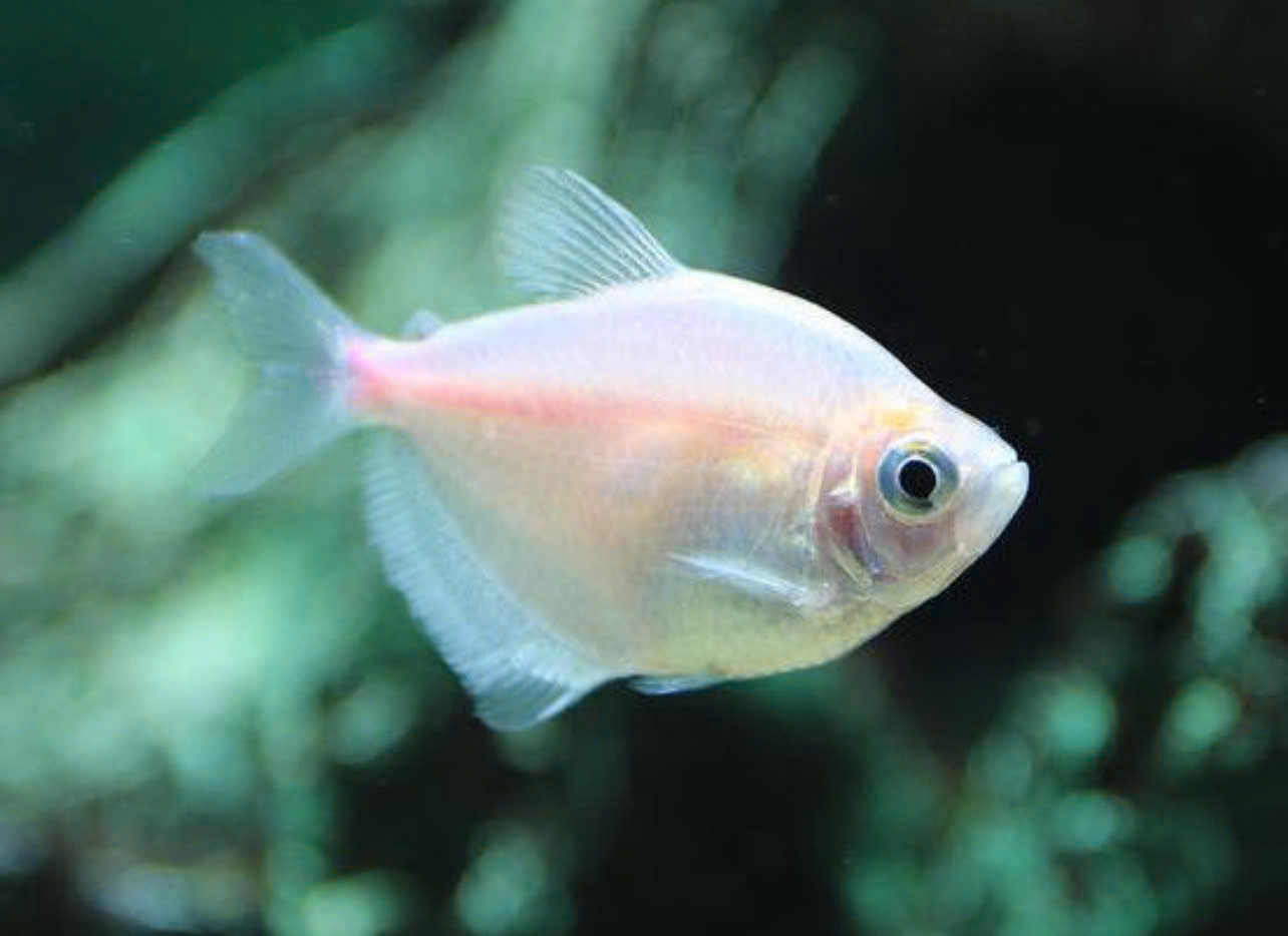FLASH SALE Tetra - White Widow 4cm Micro Aquatic Shop