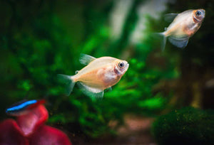 Tetra - White Widow 4cm Micro Aquatic Shop