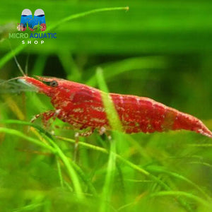 Red Cherry Shrimp Micro Aquatic Shop