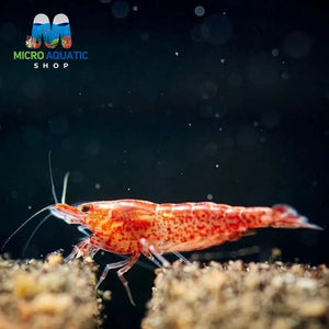 Red Cherry Shrimp Micro Aquatic Shop